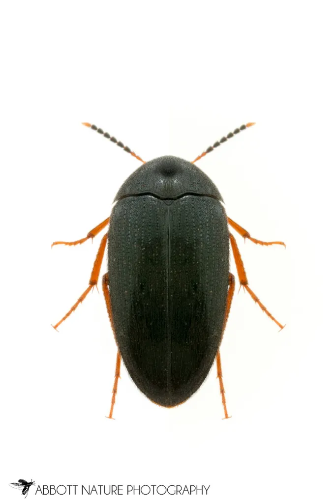 Eustrophopsis bicolor - photo 3
