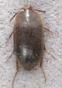 Eustrophopsis brunneimarginatus