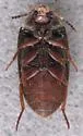 Eustrophopsis brunneimarginatus - photo 2
