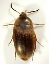 Eustrophopsis brunneimarginatus - photo 3