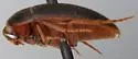 Eustrophopsis brunneimarginatus - photo 4