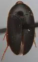 Eustrophopsis brunneimarginatus - photo 5