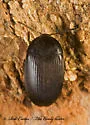 Eustrophopsis confinis
