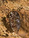 Eustrophopsis confinis - photo 2