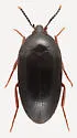 Eustrophopsis confinis - photo 3