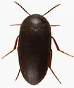 Eustrophopsis indistinctus