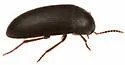 Eustrophopsis indistinctus - photo 2