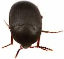 Eustrophopsis indistinctus - photo 3