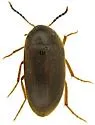 Eustrophopsis indistinctus - photo 4