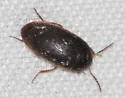 Eustrophopsis indistinctus - photo 5