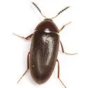 Eustrophopsis ornatus