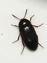 Eustrophopsis ornatus - photo 2