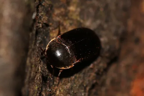 Eustrophus dermestoides
