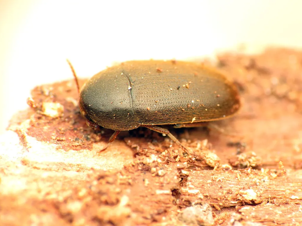 Eustrophus tomentosus - Eustrophus tomentosus