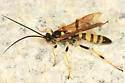 Eutanyacra vilissima