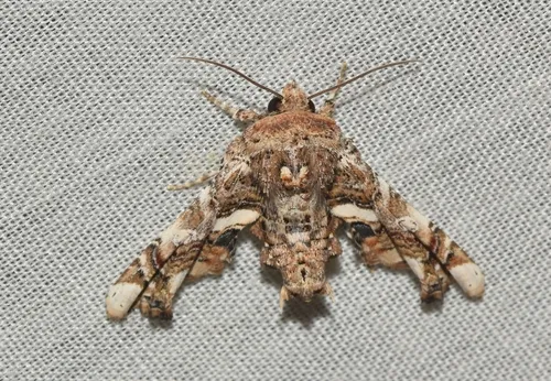 Eutelia iberiatrix