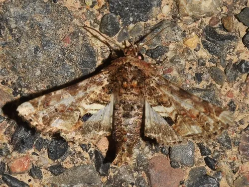 Eutelia iberiatrix - photo 3