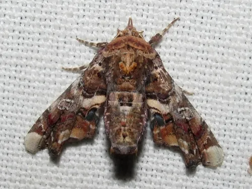 Euteliid Moths - photo 2
