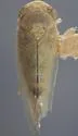 Eutettix aequalis - photo 2
