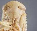 Eutettix aequalis - photo 3