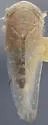 Eutettix apicalis - photo 2
