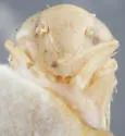 Eutettix apicalis - photo 3