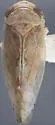 Eutettix discolor - photo 2