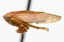 Eutettix flavus
