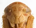 Eutettix flavus - photo 3
