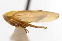 Eutettix flavus - photo 5
