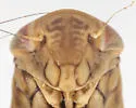 Eutettix glennanus - photo 3