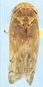 Eutettix latoides - photo 2