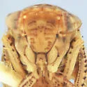 Eutettix latoides - photo 3