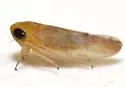 Eutettix latus