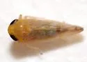 Eutettix latus - photo 2