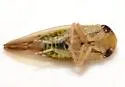 Eutettix latus - photo 3