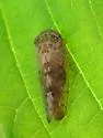 Eutettix marmoratus