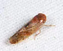 Eutettix marmoratus - photo 4