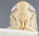 Eutettix minutus - photo 3
