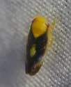Eutettix nitens - Eutettix nitens
