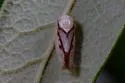 Eutettix nitens - photo 2