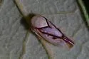 Eutettix nitens - photo 5