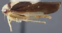 Eutettix pediculus - Eutettix pediculus
