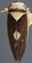 Eutettix pediculus - photo 2