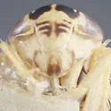 Eutettix pediculus - photo 3