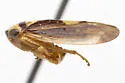 Eutettix pediculus - photo 4