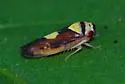 Eutettix pictus - Eutettix pictus