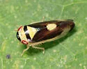 Eutettix pictus - photo 2