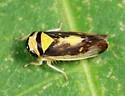 Eutettix pictus - photo 3