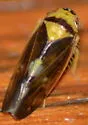 Eutettix pictus - photo 4
